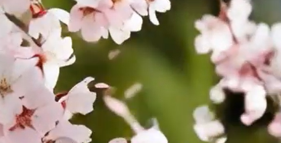 new_sakura.png